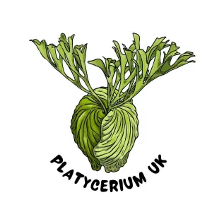 Platycerium UK