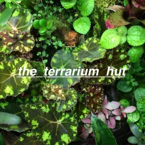 The Terrarium Hut