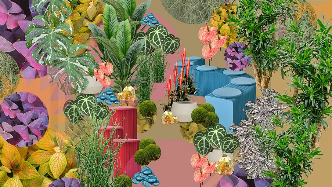 Heliotropic Carousel