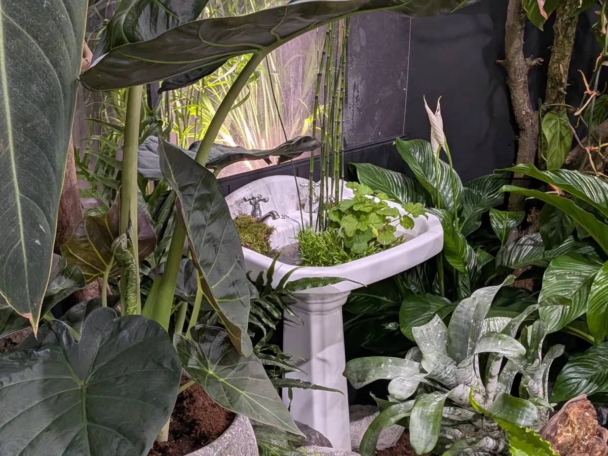 A white pedestal sink, repurposed as a planter, sits amidst lush green tropical plants, including large-leafed varieties, a peace lily, and bamboo.