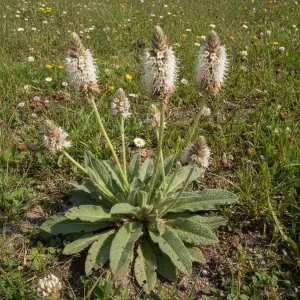 Plantago media