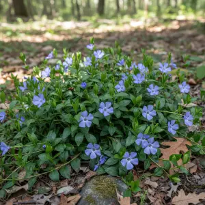 Vinca minor