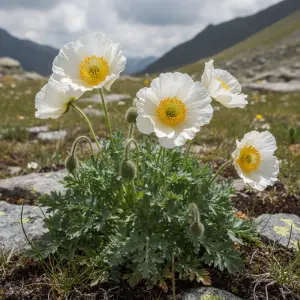 Papaver miyabeanum 'Pacino'