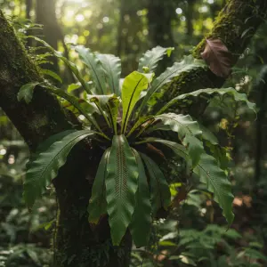 Asplenium antiquum 'Gioia'