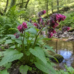 Symphytum officinale 'Rubrum'
