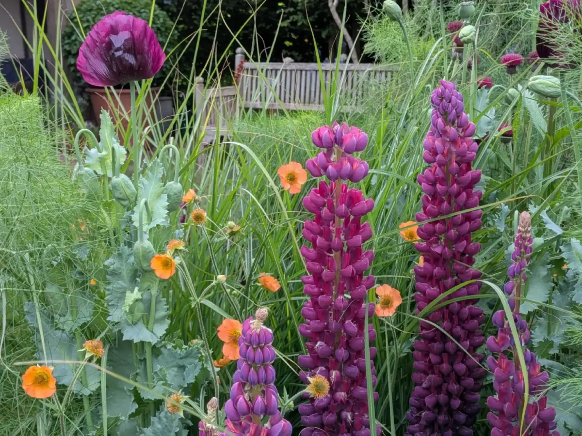A vibrant, naturalistic garden with dominant purple lupins, a dark purple poppy, orange geums, and a wooden bench in the background.