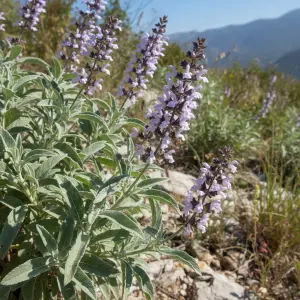 Salvia sylvestris 'Silver Queen'