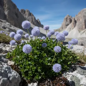 Globularia cordifolia