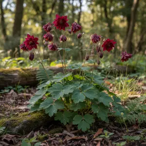 Aquilegia vulgaris 'Ruby Port'