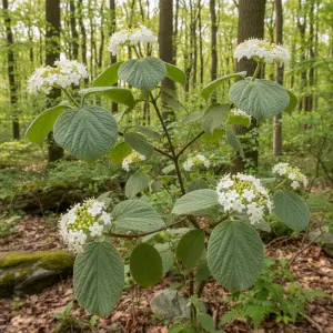 Viburnum lantana