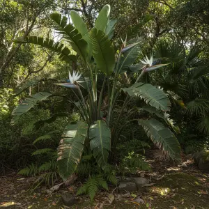 Strelitzia nicolai