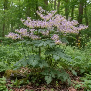 Thalictrum rochebrunianum