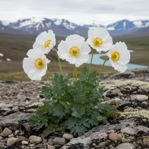 Papaver nudicaule 'Champagne Bubbles White F1'