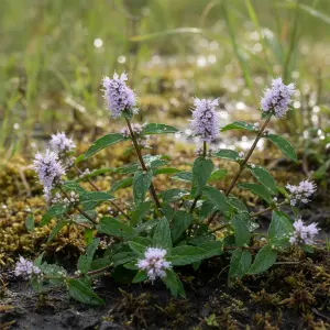 Mentha cervina