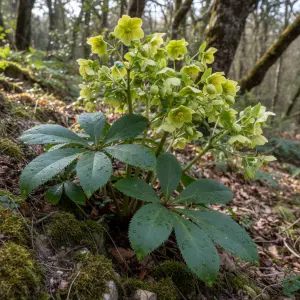 Helleborus argutifolius