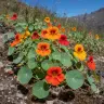 Tropaeolum majus