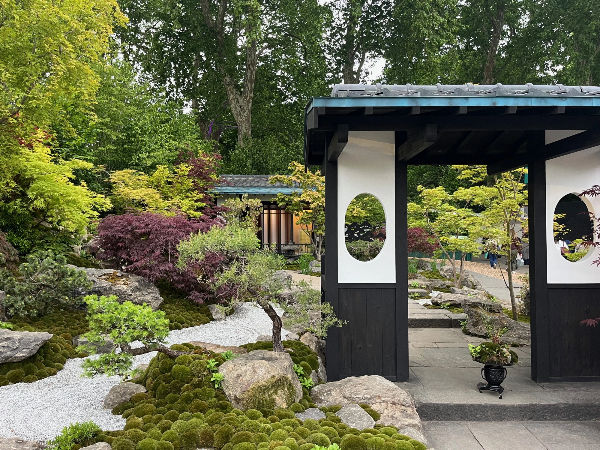 A tranquil Japanese garden with a black timber gate and circular cutouts, white raked gravel, green moss mounds, natural boulders, and vibrant Japanese maples.