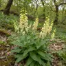 Digitalis lutea