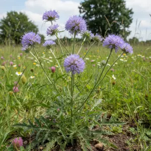 Knautia arvensis