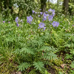 Polemonium caeruleum