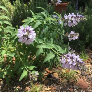 Salvia nemorosa 'Phyllis' Fancy'