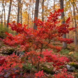 Euonymus alatus 'Compactus'