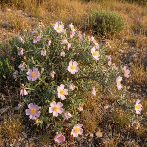 Cistus skanbergii