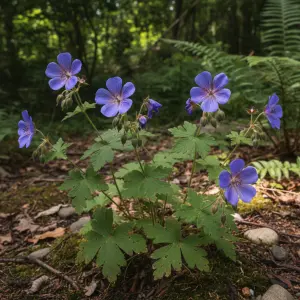 Geranium 'Brookside'