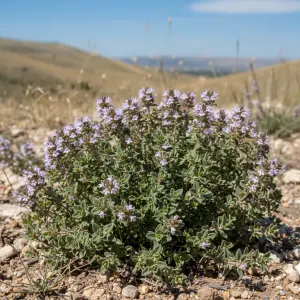 Thymus vulgaris