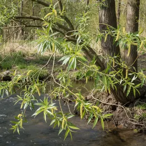 Salix × fragilis