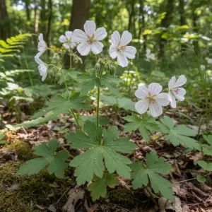 Geranium striatum
