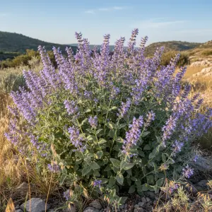 Nepeta x faassenii 'Six Hills Giant'