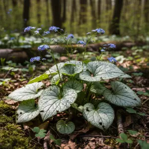 Brunnera macrophylla 'Silver Heart'