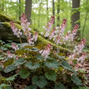Tiarella 'Pink Skyrocket'