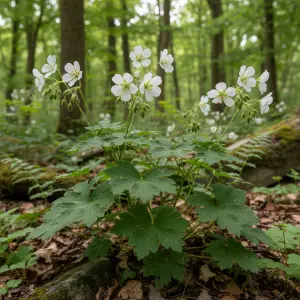 Geranium sylvaticum 'Album'