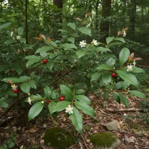 Cleyera japonica