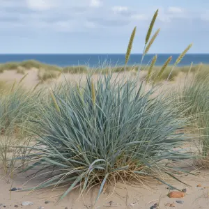 Leymus arenarius 'Blue Dune'