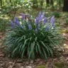 Liriope muscari 'Big Blue'