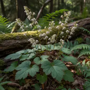 Tellima grandiflora