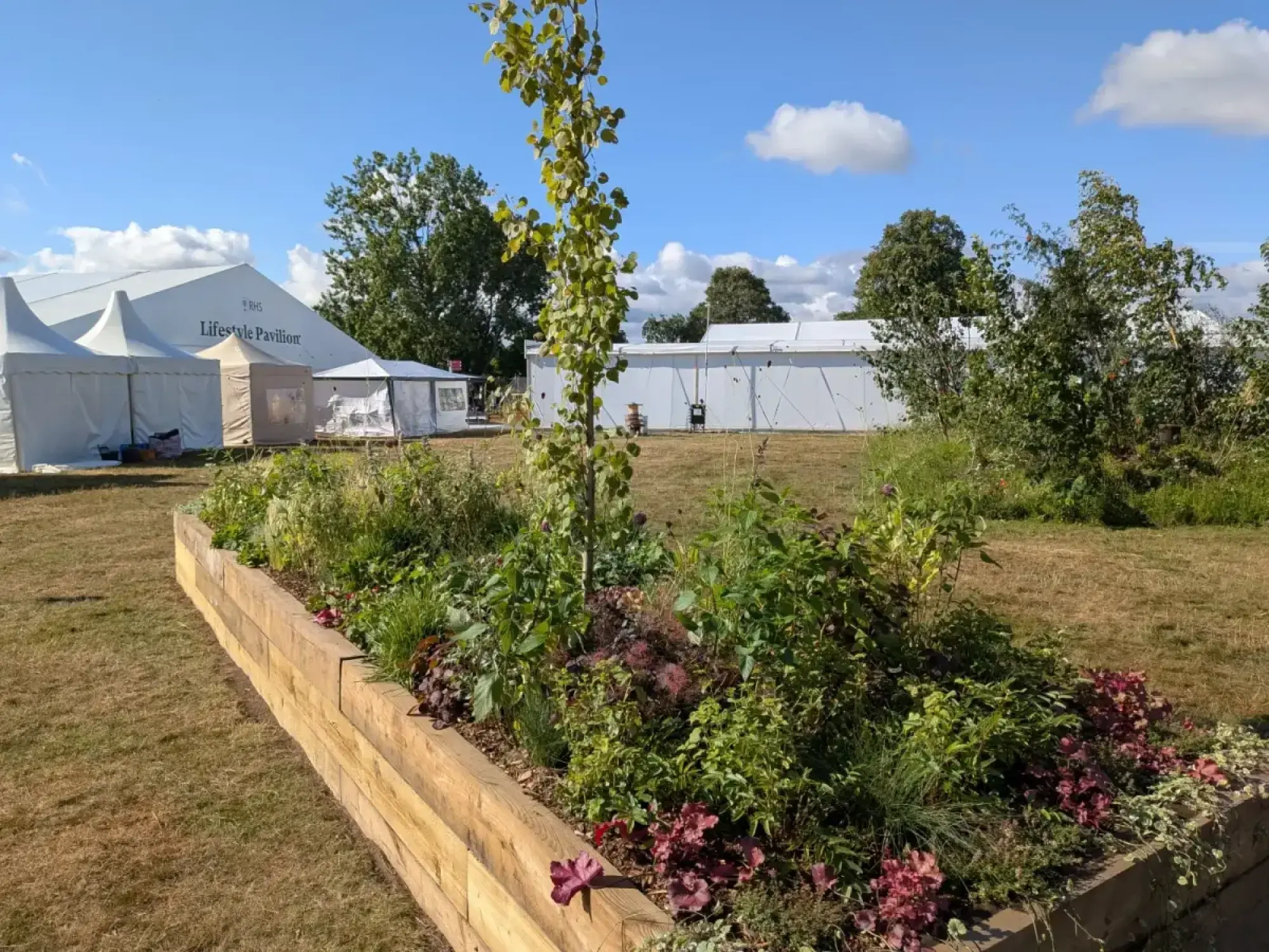 A long raised timber garden border is densely planted with a slender tree, mixed green and purple herbaceous plants, and ornamental grasses.