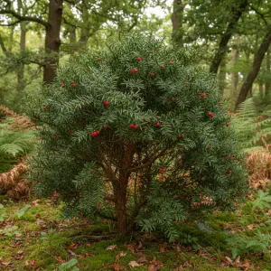Taxus baccata