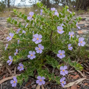 Scaevola aemula