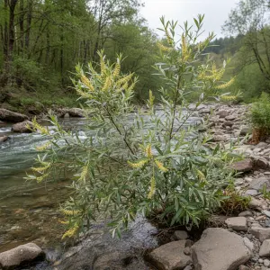 Salix elaeagnos subsp. angustifolia