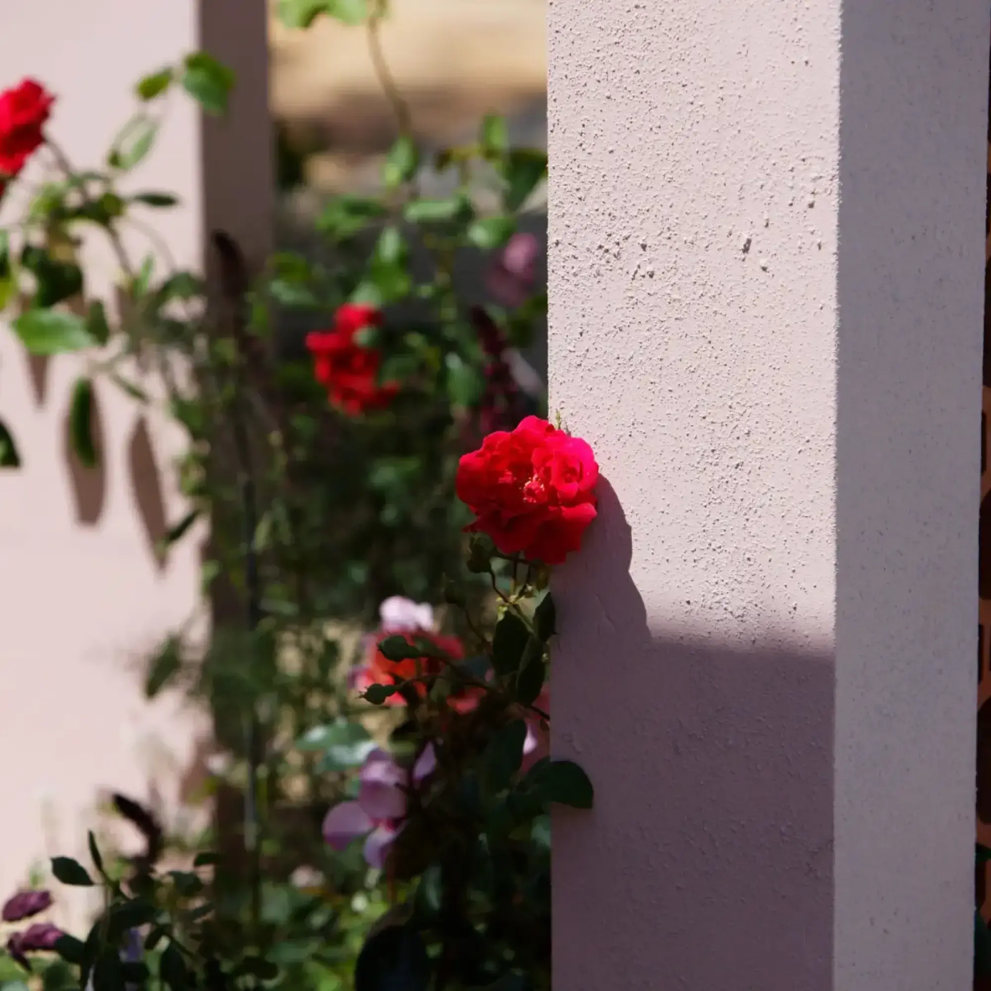 Vibrant red climbing roses bloom against a pink rendered wall, with soft focus pink and purple flowers in the background.