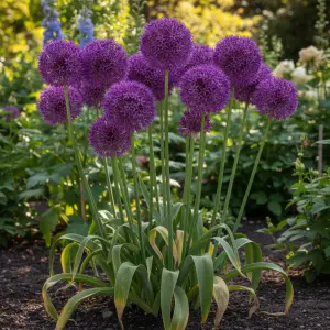 Allium hollandicum 'Purple Sensation'