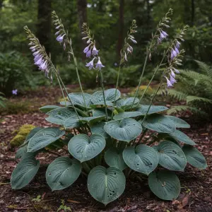 Hosta 'Teaspoon'