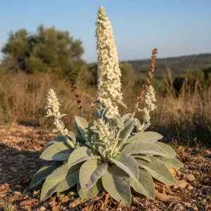 Verbascum bombyciferum 'Polar Sommer'