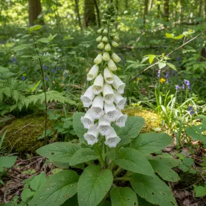 Digitalis purpurea 'Snow Thimble'
