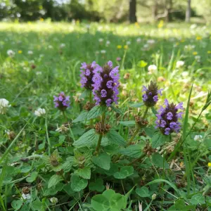 Prunella vulgaris