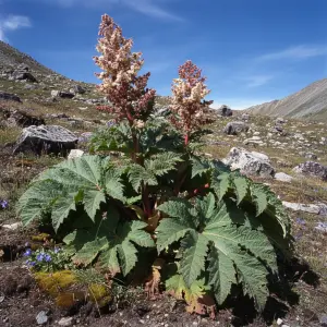 Rheum palmatum 'Tanguticum'